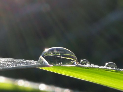 露珠里的奇妙世界