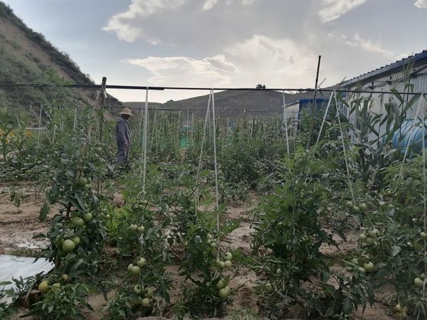 陜煤建設天工公司安裝三部餐桌上的“營養(yǎng)綠”