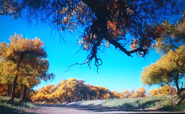 走進內蒙額濟納，與胡楊林的美撞個滿懷