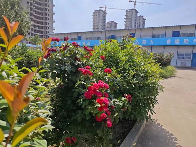 我觀花時 我亦花