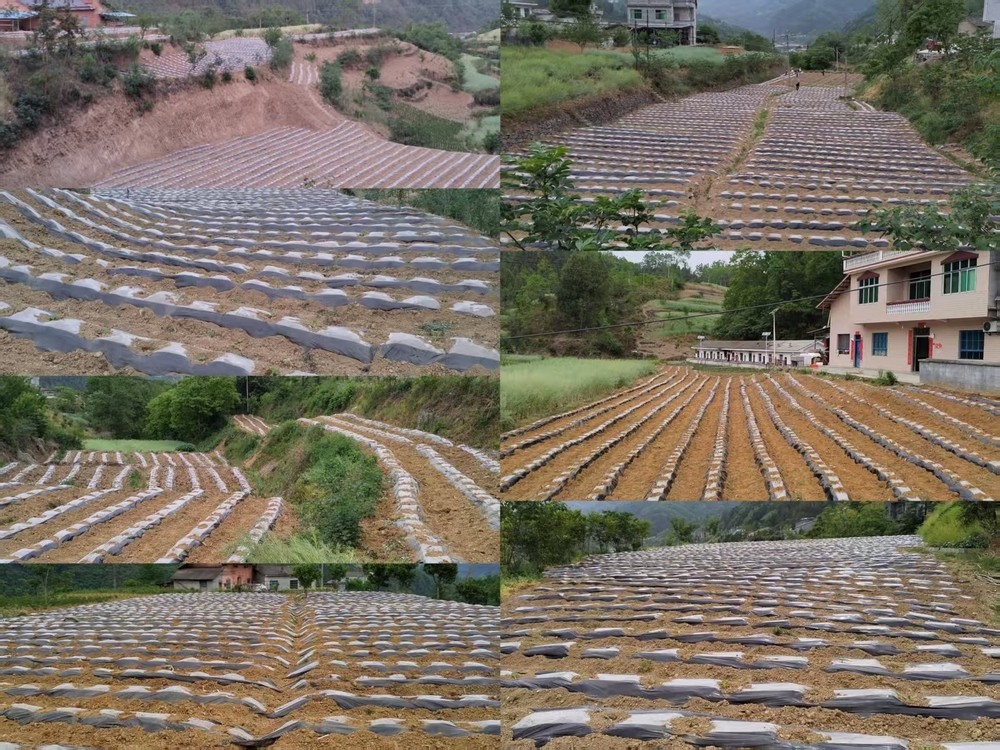 陜煤建設定點幫扶村：打響烤煙種植抗旱攻堅戰(zhàn)