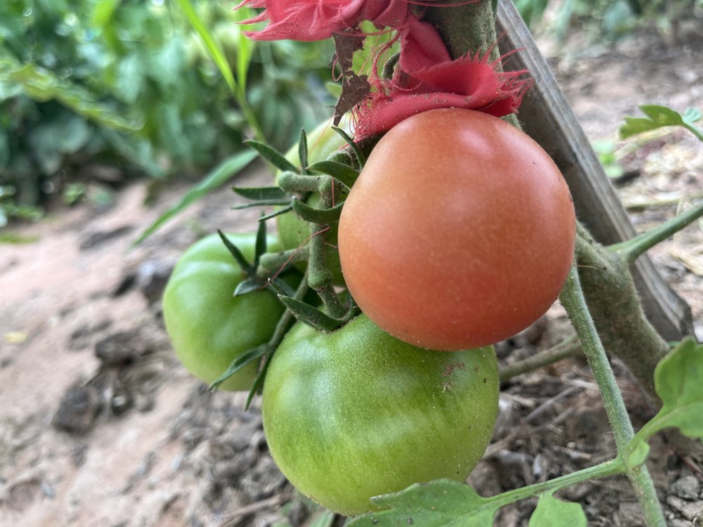 鋼筋水泥間的“田園詩”