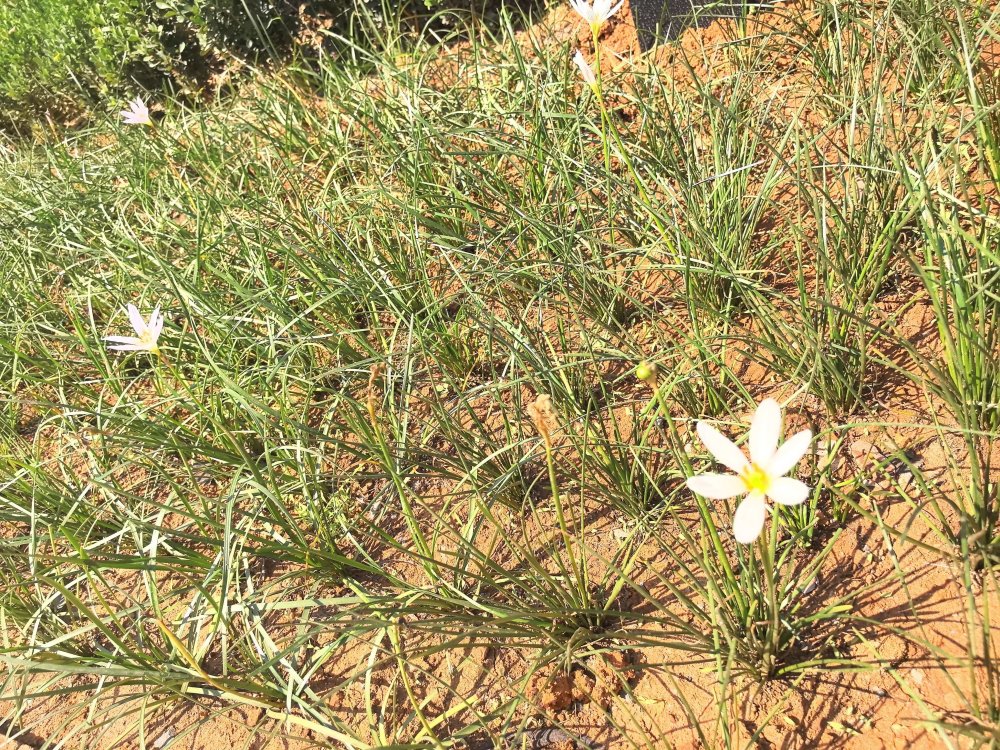 電廠花開時，奮斗自成章